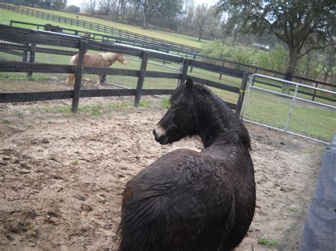 He is a small dark bay pony who has dermatitis, dental issues, parasites and signs of malnutrition. Buckshot - Florida Rescue Horse Retired - Front Range Equine Rescue