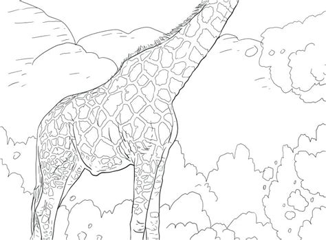 They carry a baby for 15 months and give birth while standing up. Realistic Giraffe Coloring Pages at GetColorings.com ...