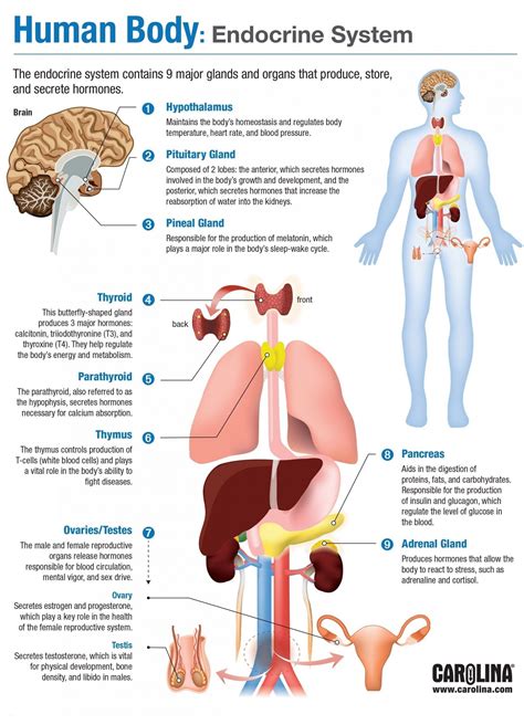 Learn about the female reproductive system's anatomy through diagrams and detailed facts. Female Organs Diagram . Female Organs Diagram Organ Diagram Female Female Reproductive Organs ...