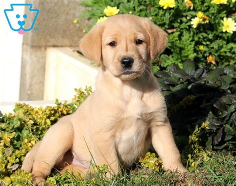 Our kennel consists of light yellow, almost white, to dark golden creamy colored puppies. Sparky | Golden Labrador (Goldador) Puppy For Sale ...