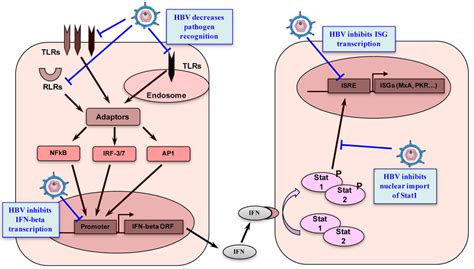 In 1986, the recombivax hb vaccine for hepatitis b was approved for human use in several for his discoveries concerning new mechanisms for the origin and dissemination of infectious diseases given the failure since its discovery to cultivate hbv in vitro, the first commercial hbv vaccine. Viruses | Special Issue : Hepatitis Viruses