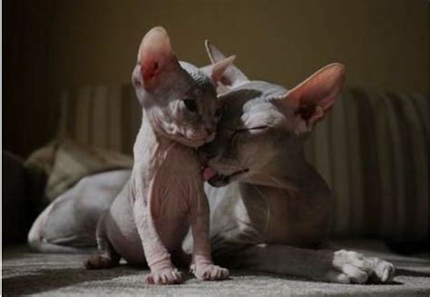 Weitere ideen zu sphynx katze, sphynx, katzen. Pin von kwliee auf Me Sfinks | Sphynx katze ...