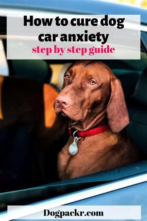 As discussed above, motion sickness is one of the causes of increased drooling in dogs. How to cure dog car anxiety - help your dog to enjoy rides ...