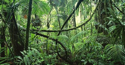 They are waiting for the big dip. Deep Jungle Kratom - Reliable For Shopping Or Not