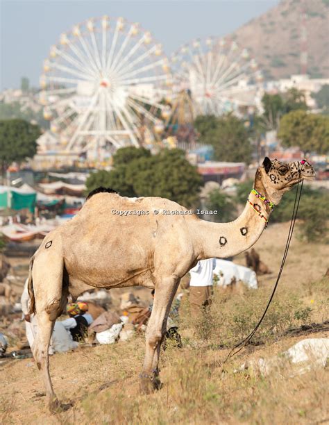 Why, for many centuries, was the wheel abandoned in the middle east in favor of the camel as a means of transport? Camel and Ferris Wheel - Pushkar Fair - 21/11/2012 | Flickr