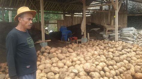 Tanaman porang tumbuh berupa semak dengan tinggi. Geliat Petani Porang di Ciamis, Setelah 8 Bulan Berat Umbi Porang Bisa Capai 8 Kilogram ...