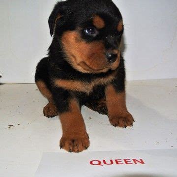 We have a couple males left. Rottweiler puppy for sale in NEW HAVEN, IN. ADN-56855 on ...
