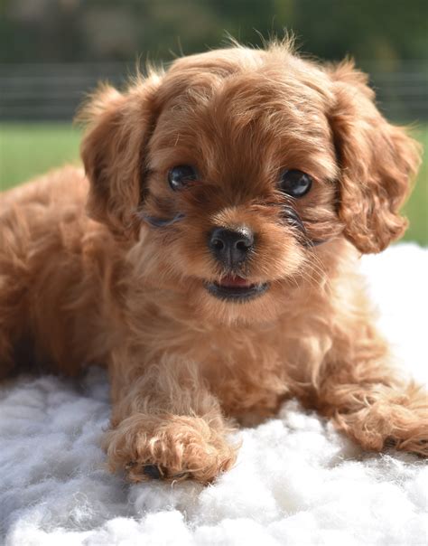 No reputable breeder will have available puppies only a puppy mill, a broker or it will. Cavapoo Puppies For Adoption In Ohio - Pet Inspiration