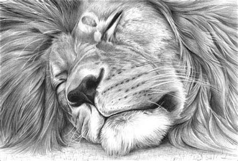 We did not find results for: lion drawing for children