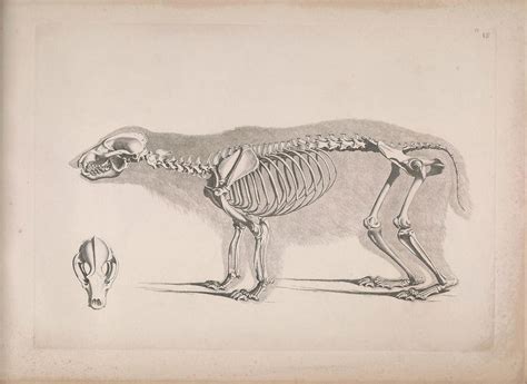 We did not find results for: n112_w1150 | Animal skeletons, Animal drawings, Scientific ...