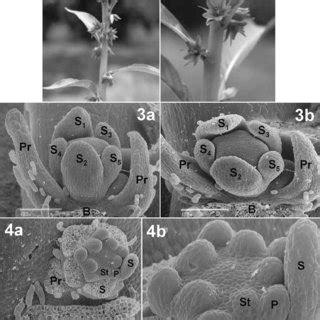 Botanists classify plants into several groups that have similar & distinguishing characteristics. Hydrolea palustris. 13 Open flower in different views ...