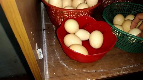 Perbedaannya terletak pada saat telur tersebut disinari oleh senter. Cara menyimpan telur ayam yang akan ditetaskan di mesin ...