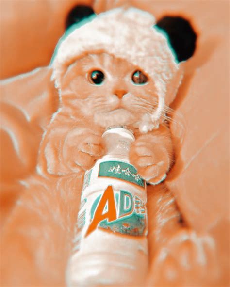 She is also known for sharing her modeling shots which she shares through instagram for her over 600,000 followers. Aesthetic cat!🍮 em 2021 | Fofura, Fotos