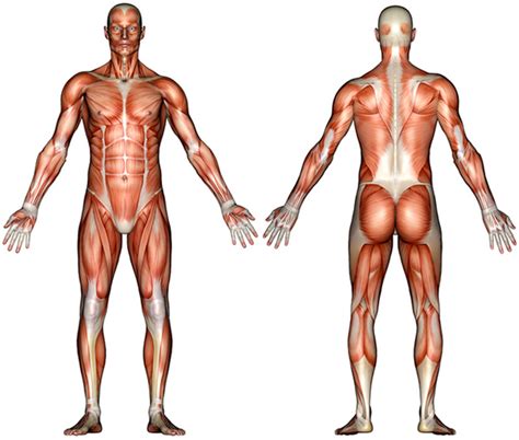 V bones of the skeletal system v food through digestive system v blood through the circulatory system v skeletal muscles attach to and move bones by contracting and relaxing in response to voluntary messages from the nervous system. Human anatomy diagram picture ~ Human Anatomy