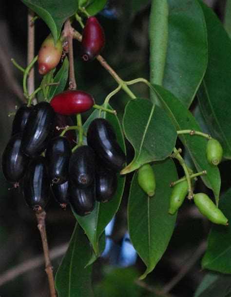 Fruit thinning in commercial orchards is often needed because. Pin by Taha Otefy on ABR in 2020 | Fruit trees, Fruit, Plants
