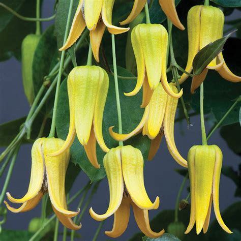 More plants african violets apples azaleas and rhododendrons beans begonias brugmansias camellias cannas carrots clematis coleus corn crepe myrtles cucumbers daffodils dahlias daylilies fuchsias gladiolus hardy geraniums heucheras. Clematis repens 'Summer Beauty' | Van Meuwen