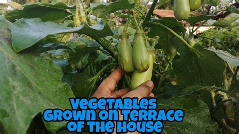 Diabetics, before taking any herbal medicine, they must be monitored closely by a qualified healthcare professional, including a pharmacist. Vegetables grown on terrace | Different Types of vegetable ...
