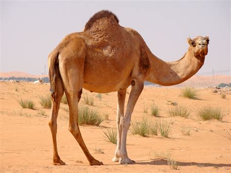 What is a camel with no humps called answer humphrey. Fact : Do you know ? Why camel is called ship of the ...