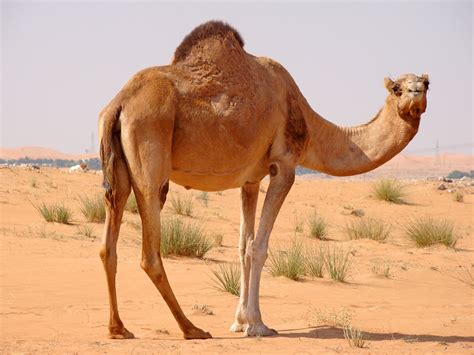 So we got to go! Fact : Do you know ? Why camel is called ship of the ...