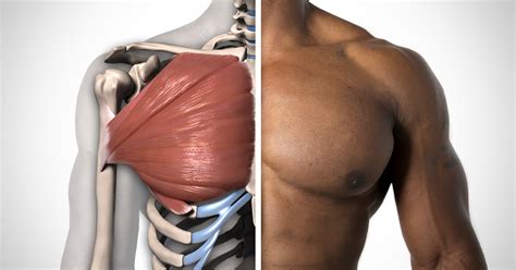 Functional anatomy of the extrinsic chest muscles and their pain patterns. The "Trap Bar Bench Press" and Why We Use It | Wasserman ...
