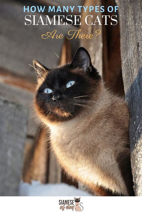 However, they do lack an undercoat, which means that they shed less and spread less hair about. Siamese Cat Color Types