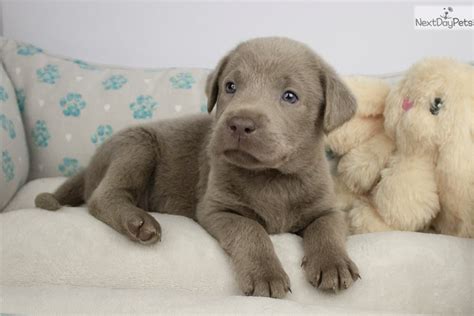 Take note that american labradors are smaller than english labradors. Collar Dark Blue: Labrador Retriever puppy for sale near ...