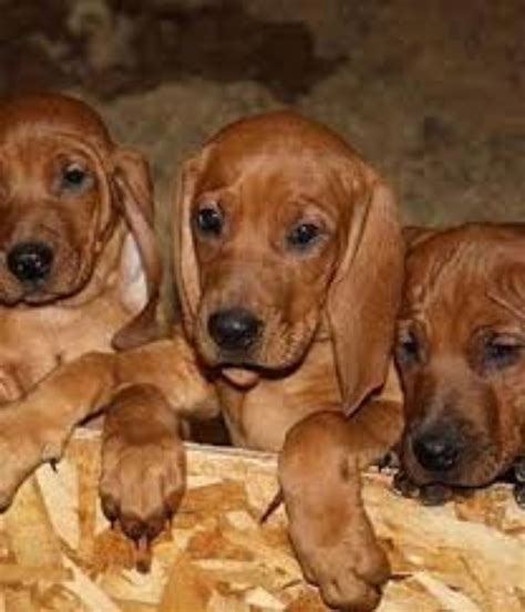 They are also very affectionate and love being with people. Redbone Coonhound Dog Breed Information, Images, Characteristics, Health