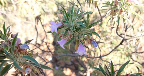 Check spelling or type a new query. Plantsalong the Larapinta