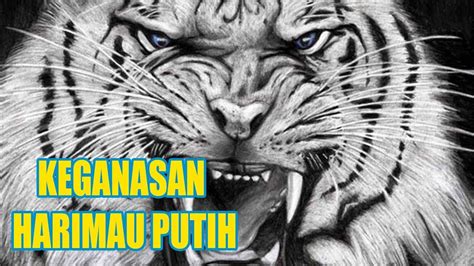 Красивые россиянки vs красивые американки. Download Gambar Macan Putih Marah - Doni Gambar