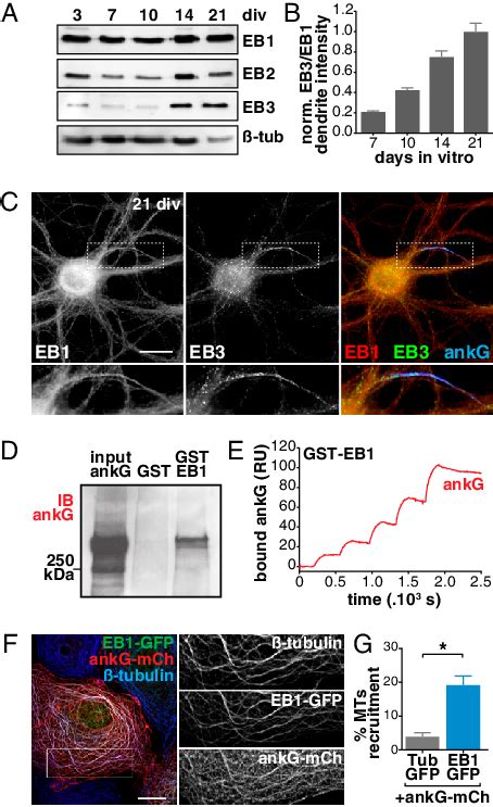 EB1 is expressed in mature neurons and binds to ankG. (A ...