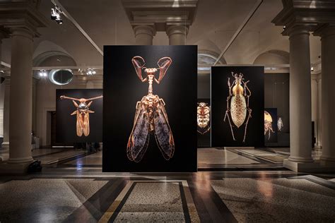 Microsculpture - The Insect Portraits of Levon Biss