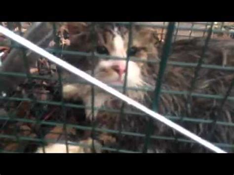How to set and how to catch cats. Feral cat caught in trap - YouTube