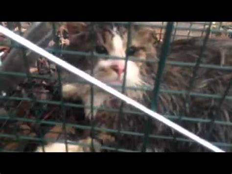 I've been baiting the traps for more than 3 days and the cats won't eat inside the traps. Feral cat caught in trap - YouTube