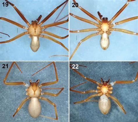 La especie, bautizada como 'loxosceles tenochtitlan', puede ser encontrada en almacenes, bodegas y basureros. Cómo identificar a la araña violinista del Valle de México ...