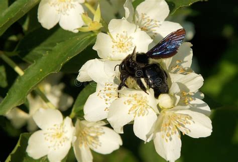 Carpenter bees (the genus xylocopa in the subfamily xylocopinae) are large bees distributed worldwide. Carpenter Bee On Flowers Of Sweet Mock-orange Stock Image ...