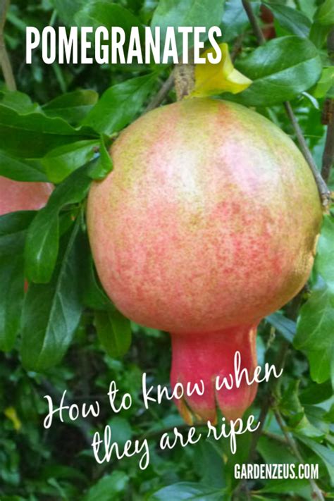 This is in comparison to the three to it feels light: When Are My Pomegranates Ripe?: Harvest Tips for Home ...