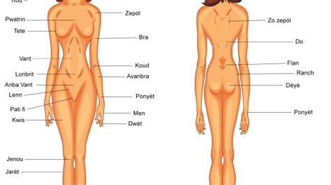 Main parts of human body on female figure vector. Female Body Parts - Medical Creole