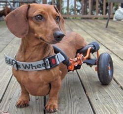 Diy dog wheelchair for amputation dog(cost less than rm50) easy and cheap for a. Undaunted Doxies: Wheelchair for dogs | Dog wheelchair, Diy dog wheelchair