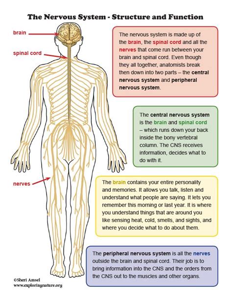 The nervous system, along with the endocrine it comprises all the nerve cells which are associated with the cns. Learn about the human body through simple, fun activities ...