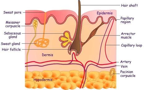 The Integumentary System - Amitbodysystem