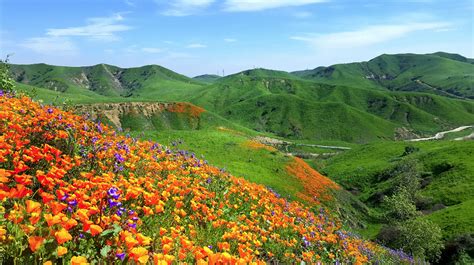 Take a few deep breaths while looking at the beauty of these flowers. There's A State Park In Southern California With The ...