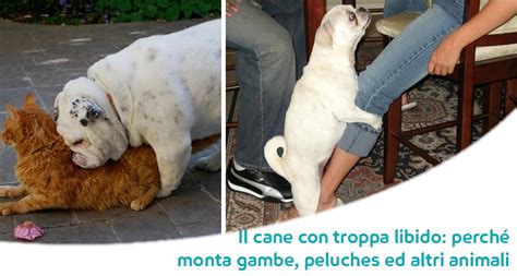 Maybe you would like to learn more about one of these? Signora Si Fa Scopare Dal Cane : Filma La Fidanzata Mentre ...