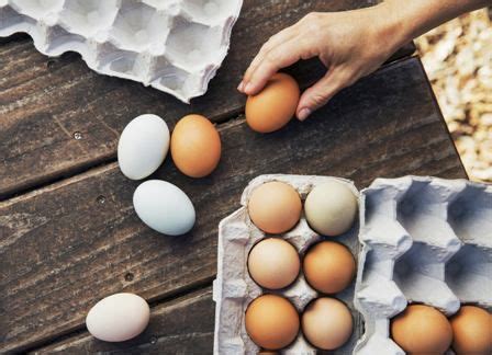 We did not find results for: Serupa Tapi Tak Sama, Ini Bedanya Telur Bebek vs Telur ...