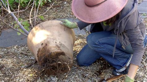 Some of the symptoms that there is something seriously wrong with your palm are: How To Save a Pot-Bound Tree - YouTube