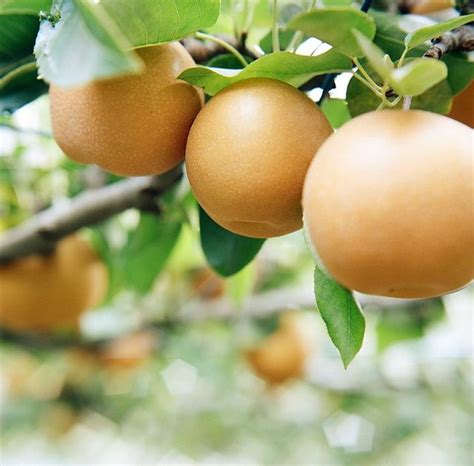 Asian pears are known by many names, including japanese pear, korean pear, and apple pear. Planting Asian Pear trees, most varieties will grow all ...