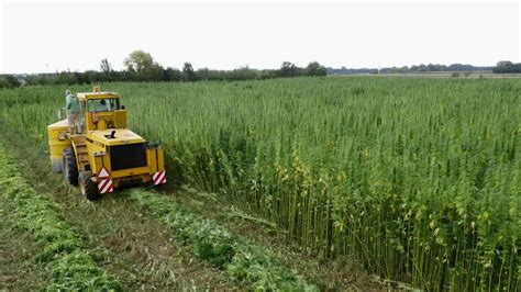 So i would advise most farmers to be spot checking their field if possible throughout august and into september up to their harvest window watching for both. Confagricoltura e Coldiretti: «Pronti a coltivare cannabis ...