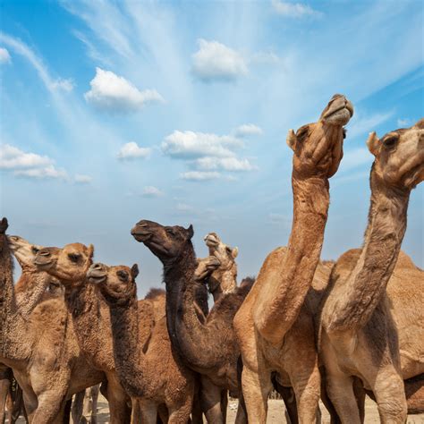 Gestation is around 14 months so we only get a calf every two years. Pin on Camelicious Camel Milk