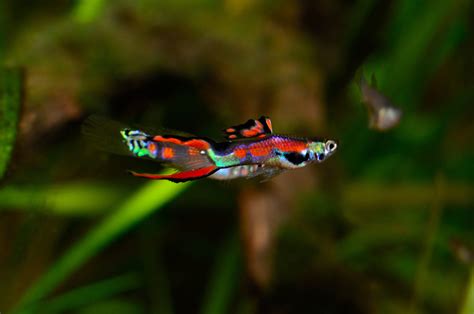 Even though the fry of this hybridization may look really interesting, i would strongly. Endler Guppy (Poecilia wingei) - Terra - Tropic Zoo