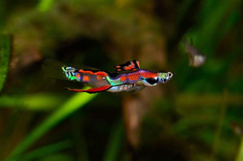 Even though the fry of this hybridization may look really interesting, i would strongly. Endler Guppy (Poecilia wingei) - Terra - Tropic Zoo