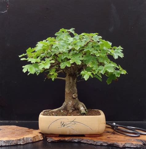 The owner wanted to remove the hedge from the boundary of his garden and offered me the opportunity to dig it up so i could use the material for bonsai. BONSAI - Hedge Maple